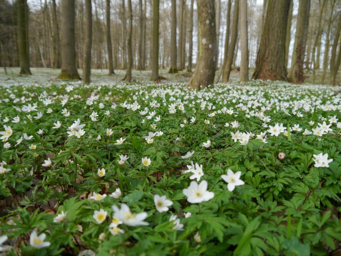 Ferienhaus-Uckermarkblick Rosenow  Екстериор снимка